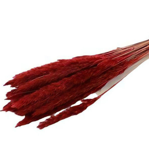 Picture of Pampas Grass | Bordeaux |  70g
