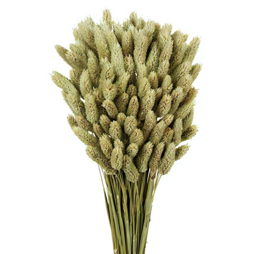 Picture of Phalaris  Natural 150gr  80cm