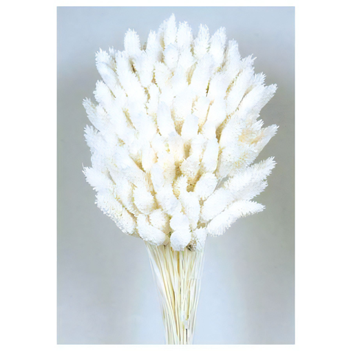 Picture of Dried Phlarais - white