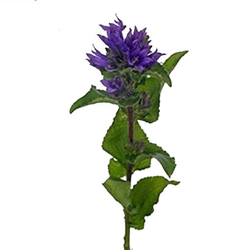 Picture of Campanula Anoeska