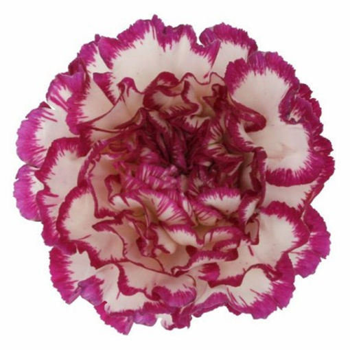 Picture of Carnation Kino