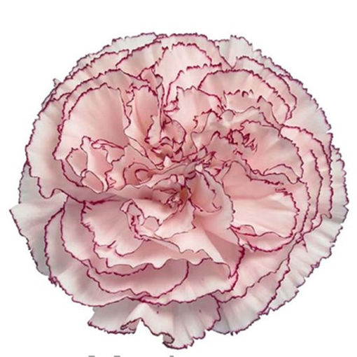 Picture of Carnation Mariposa