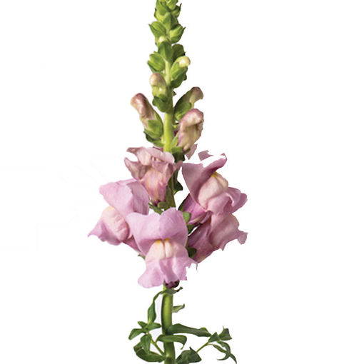 Picture of Antirrhinum Maryland Lavender