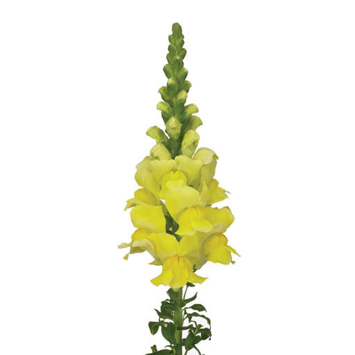 Picture of Antirrhinum Legend Yellow