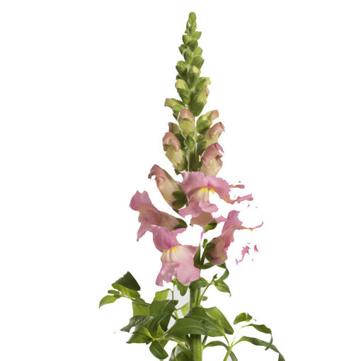Picture of Antirrhinum Costa light Rose