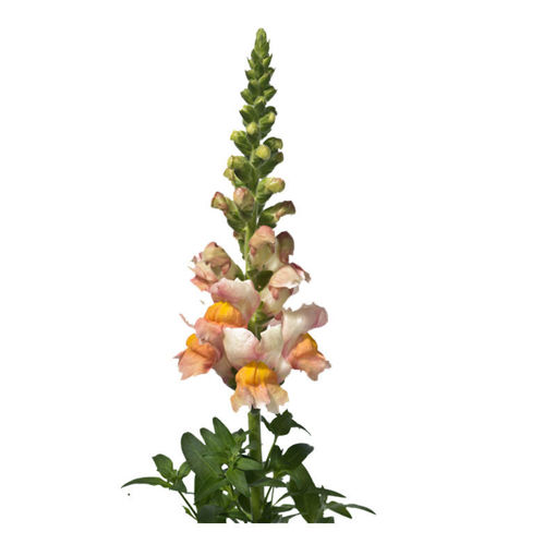 Picture of Antirrhinum Costa Apricot
