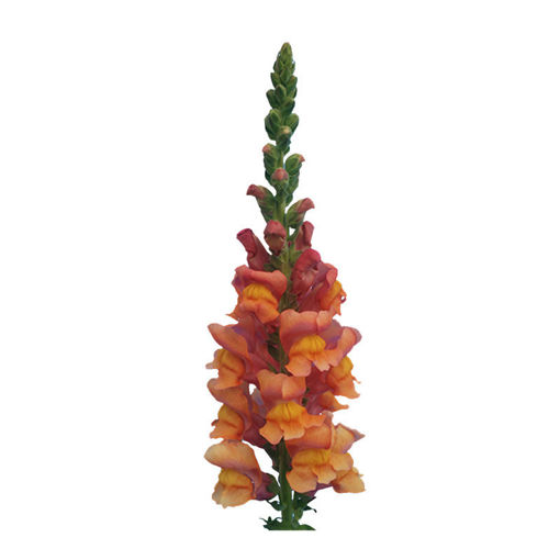Picture of Antirrhinum Antibes Orange