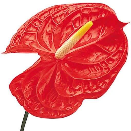Picture of Anthurium Tropical