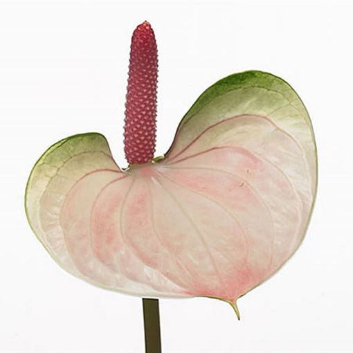 Picture of Anthurium Aqua Attractive Love