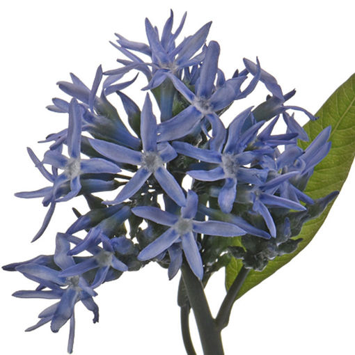 Picture of Amsonia Midnight Sky