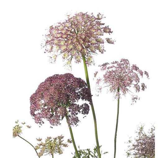 Picture of Ammi Daucus Carota Dara