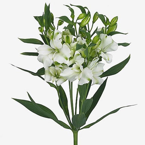 Picture of Alstroemeria Charmelia White
