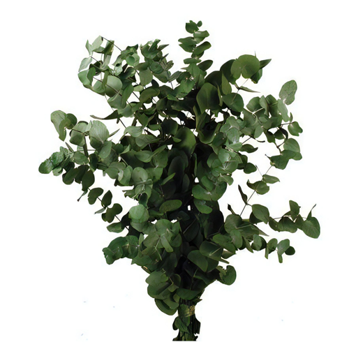 Picture of Preserved Spiral Eucalyptus | 150gm | Green