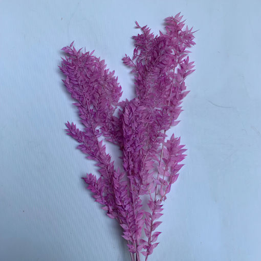 Picture of Preserved Ruscus  | Lilac