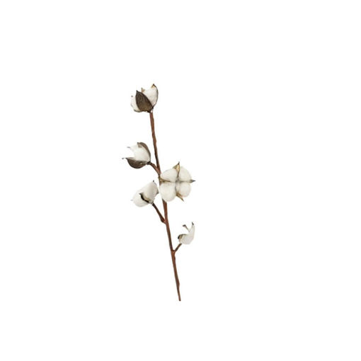 Picture of Dry Cotton 1 stem bunch