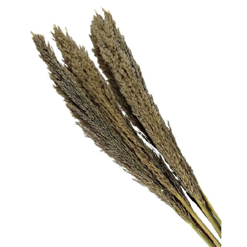 Picture of Cana Silvestre Natural