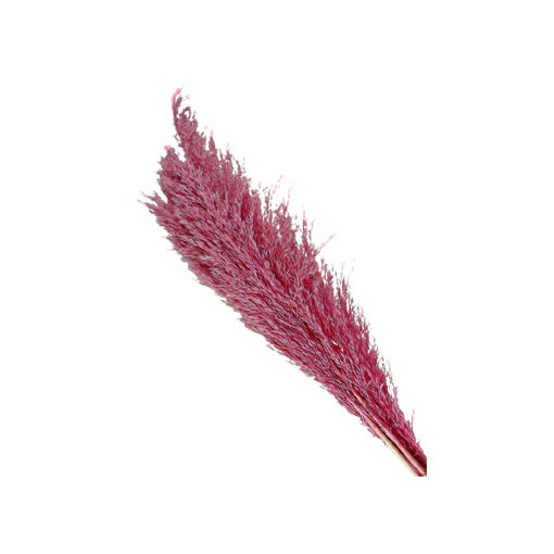 Picture of Cana Silvestre Pink