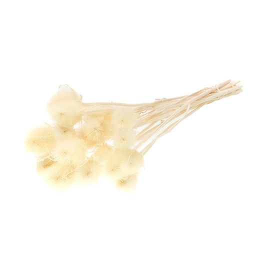 Picture of Chardon Bleached Thistle 55cm