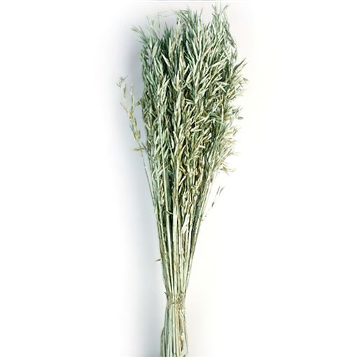 Picture of Avena Sativa | Dusty Green |  80cm | 200g bunch