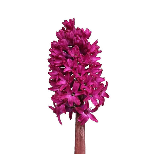 Picture of Hyacinth Woodstock