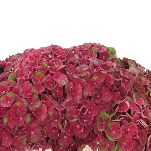 Picture of Hydrangea Magical Charlotte