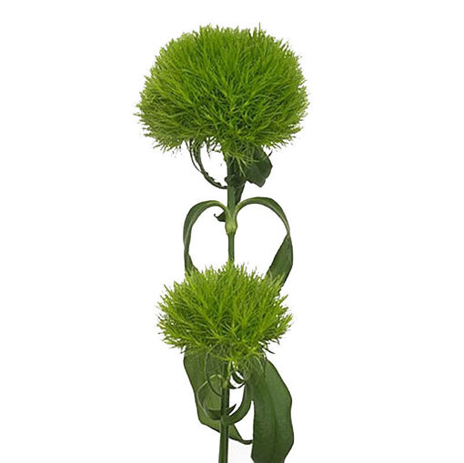 Picture of Dianthus Green Wicky