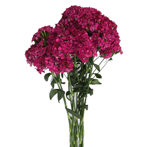 Picture of Dianthus Barbatus Neon Cherry