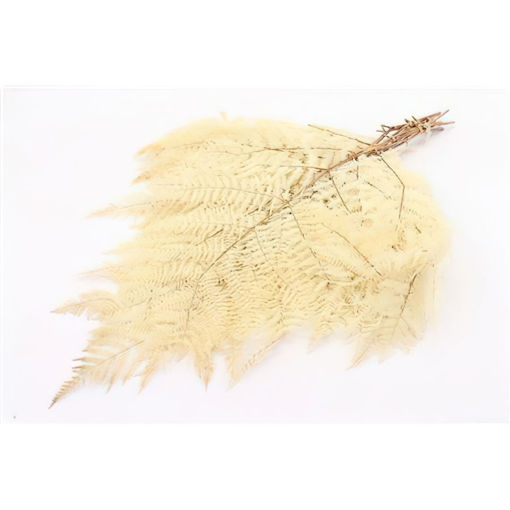Picture of Preserved Braken Fern