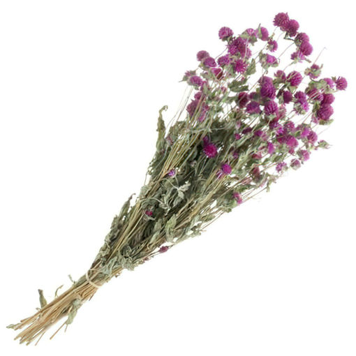 Picture of Dried Gomphrena Purple 70cm