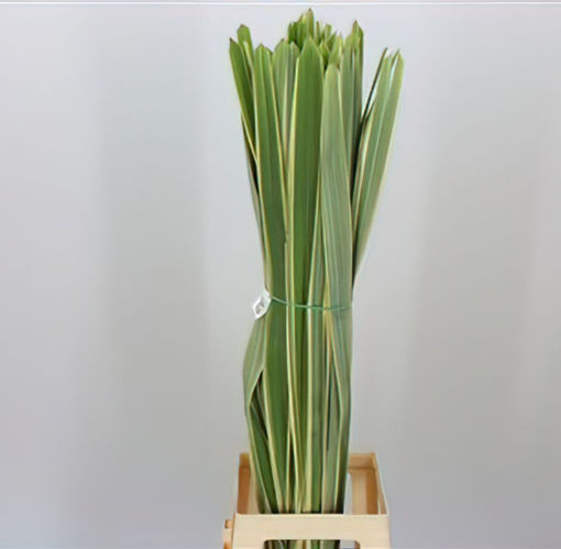 Picture of Phormium Bont