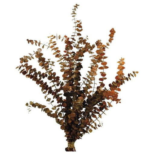 Picture of Preserved Baby B. Eucalyptus | 150gm | Red