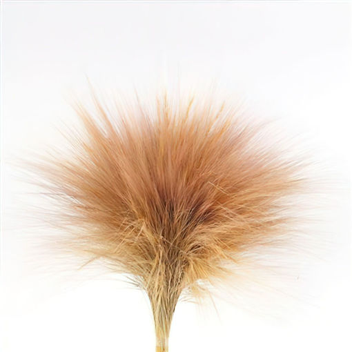 Picture of Preserved Barba natural