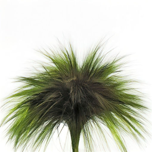 Picture of Preserved Barba | Green