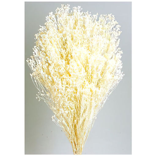 Picture of Preserved  Broom Blooms | 100gm | White