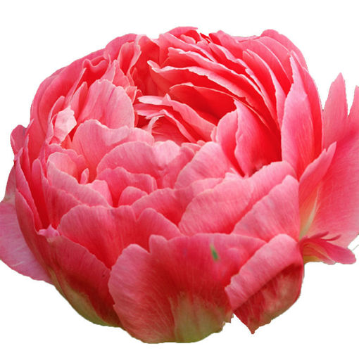 Picture of Peony Coral Sunset