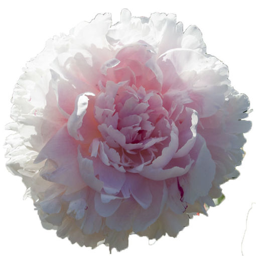 Picture of Peony Sarah Bernhardt