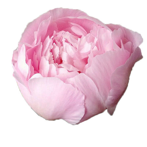 Picture of Peony Alertie