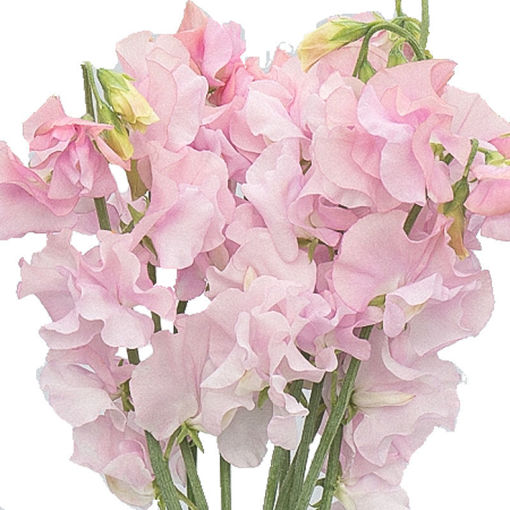 Picture of Lathyrus - Sweet Pea  Pale PInk