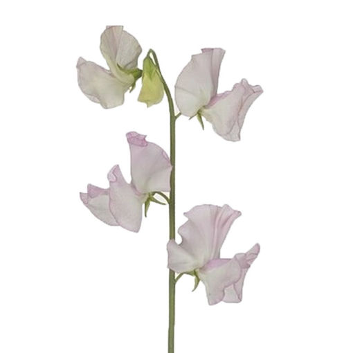 Picture of Lathyrus - Sweet Pea  White Wedding