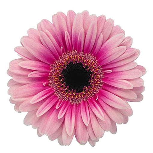 Picture of Germini Clarice