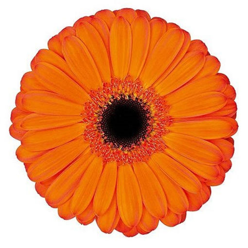 Picture of Germini Applause