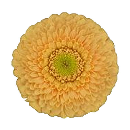 Picture of Germini Peachy