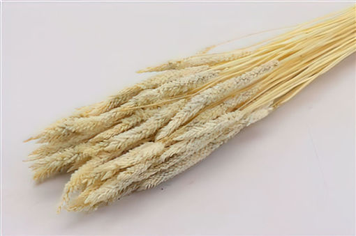 Picture of Bunched Celosia - Bleached