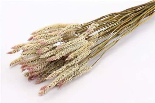 Picture of Bunched Celosia  - Natural