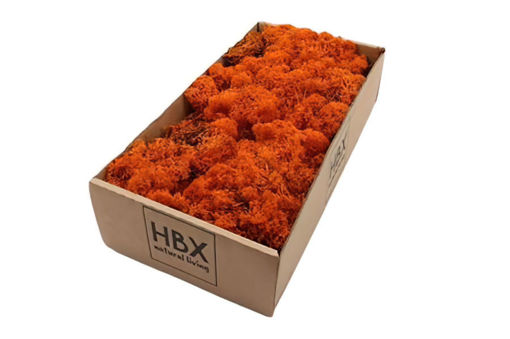 Picture of Reindeer Moss 500gm  - Orange