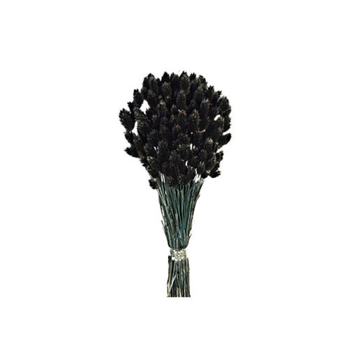 Picture of Phalaris 150gm 80cm - Black