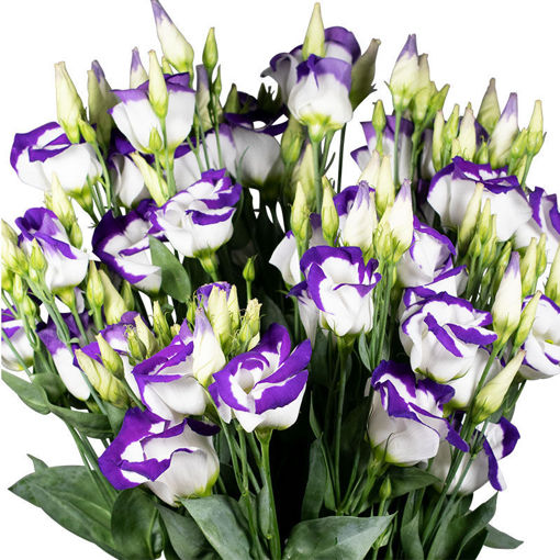 Picture of Lisianthus Blue Rimmed