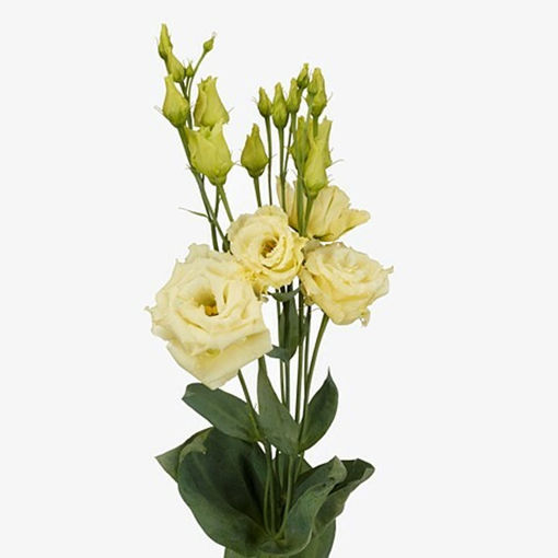 Picture of Lisianthus Alissa Yellow