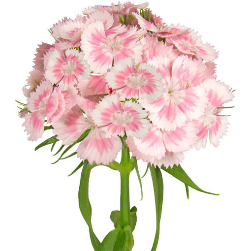 Picture of Dianthus Barbatus Pink White