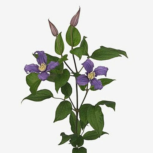 Picture of Clematis Amazing  London